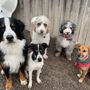 Photo of K9'S in KAHOOTS