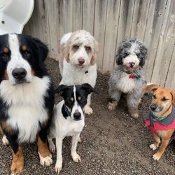 K9'S in KAHOOTS
