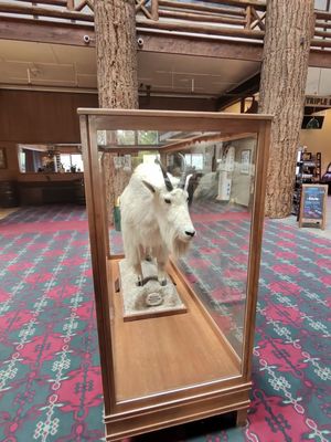 Glacier Park Lodge by null