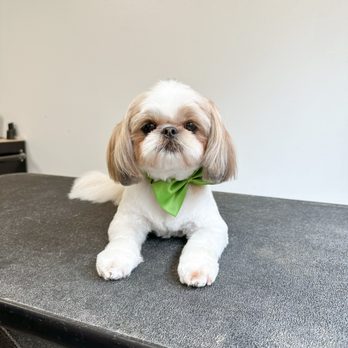 Canine Divine - Pet Groomers Near Me - Blaine, Washington Canine Divine - Pet Groomers Near Me - Blaine, Washington