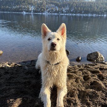 Donner Dogs - Pet Training Near Me