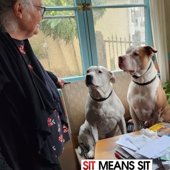 Sit Means Sit Dog Training Long Beach - Pet Training Near Me - Long Beach, California Sit Means Sit Dog Training Long Beach - Pet Training Near Me - Long Beach, California