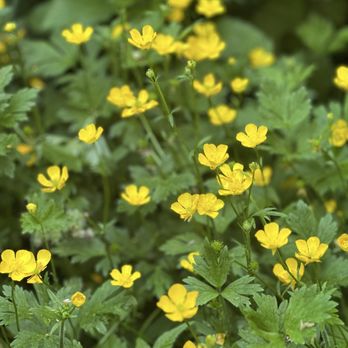 Coal Creek Natural Area - Flowers - Parks Near Me - Bellevue, Washington Coal Creek Natural Area - Flowers - Parks Near Me - Bellevue, Washington