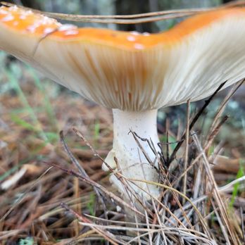 Happy Hopper Aquaponics Farm - Fungi - Attraction Farms Near Me Happy Hopper Aquaponics Farm - Fungi - Attraction Farms Near Me