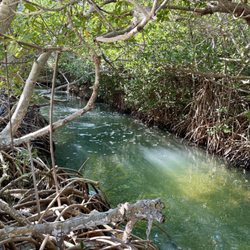 Florida Keys Aquarium Encounters - A Look Inside!