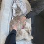 Grisel's Puppies