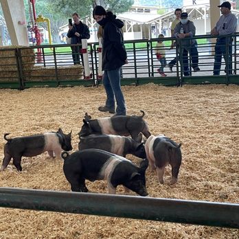 Alameda County Fair - Piggies - Festivals Near Me - Pleasanton, California