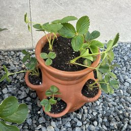Strawberry pot and plants I was able to get here Strawberry pot and plants I was able to get here