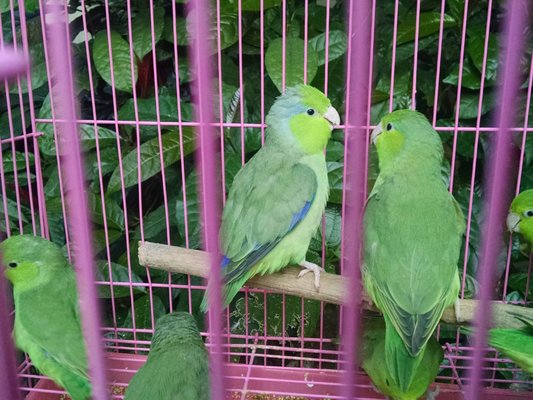 Yuen Po Street Bird Garden by null