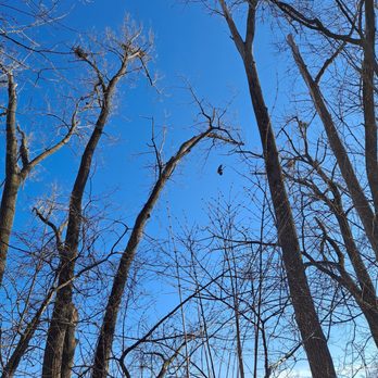 Chester Valley Trail - Cool birds nesting in the trees, I don't know what they are though. - Hiking Near Me - Berwyn, Pennsylvania