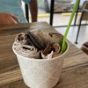 Roll Shack gift card