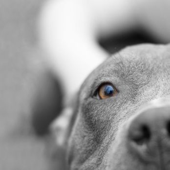 staker animal cremations