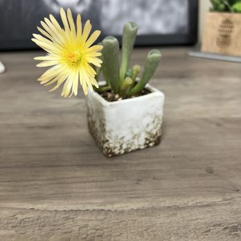 ASucca4U - Florists Near Me - Menifee, California