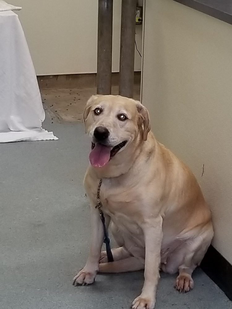 VETERINARY EMERGENCY AND REFERRAL CENTER Updated March 2024 10