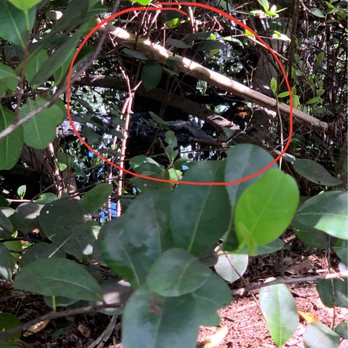 Shark Valley Tram Tours - Female alligator guarding her nest - Tours Near Me - Miami, Florida Shark Valley Tram Tours - Female alligator guarding her nest - Tours Near Me - Miami, Florida