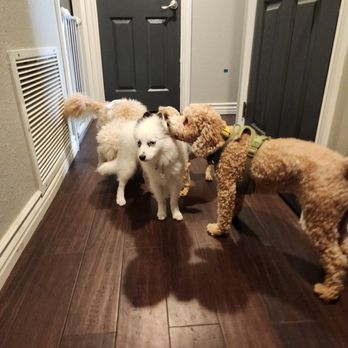Animal Villa - Meeting the gang! - Pet Sitting Near Me - Anaheim Hills, California Animal Villa - Meeting the gang! - Pet Sitting Near Me - Anaheim Hills, California