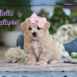 That Doggy in the Window - Bella - Maltipoo