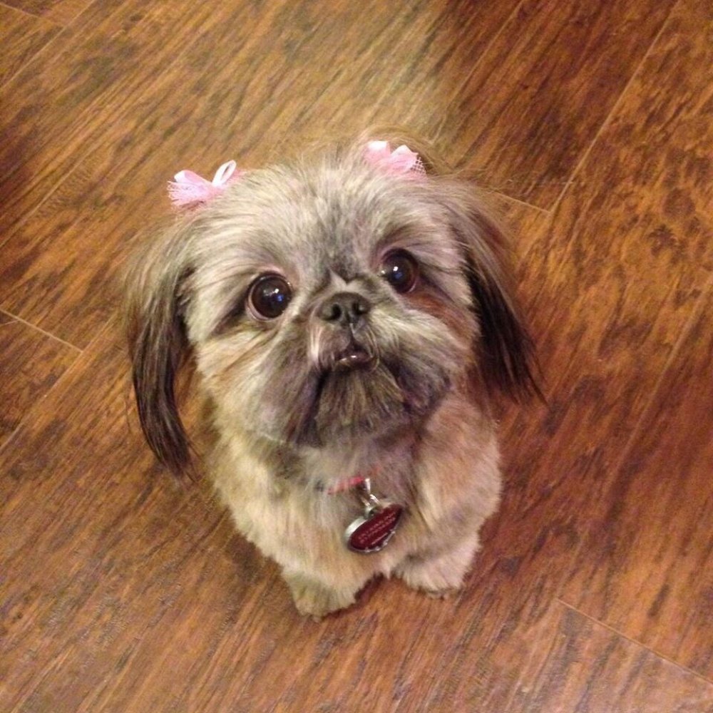 The Groom Room - Make sure to ask for bows for your girls dogs! - Pet Groomers Near Me - Fort Worth, Texas The Groom Room - Make sure to ask for bows for your girls dogs! - Pet Groomers Near Me - Fort Worth, Texas