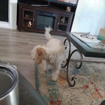 Jenns Tail Wagging Pet Care - This is jax - Pet Sitting Near Me Jenns Tail Wagging Pet Care - This is jax - Pet Sitting Near Me