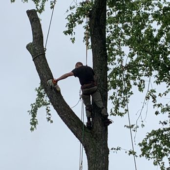 PureGreen Tree Service - Tree removal - Tree Services Near Me PureGreen Tree Service - Tree removal - Tree Services Near Me