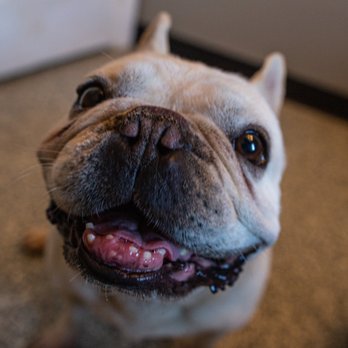 Roosevelt Veterinary Center - Happy camper! - Veterinarians Near Me - Brewster, New York Roosevelt Veterinary Center - Happy camper! - Veterinarians Near Me - Brewster, New York