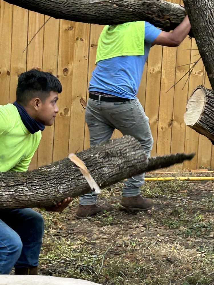 Joe's Tree Care - tree service in Austin, TX