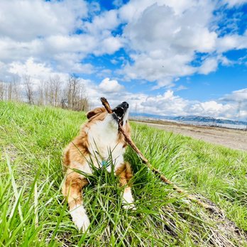 Sit Run Play - Dog Walkers Near Me
