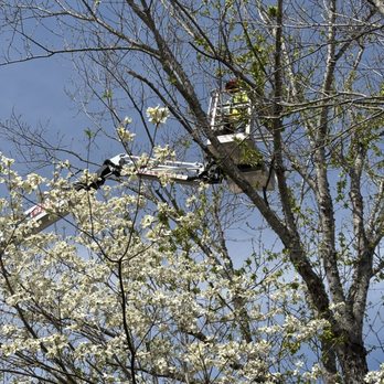 Bear's Insured Tree Service - Bear moves into the Silver Maple to trim a large dead limb. - Tree Services Near Me - Hull, Georgia Bear's Insured Tree Service - Bear moves into the Silver Maple to trim a large dead limb. - Tree Services Near Me - Hull, Georgia