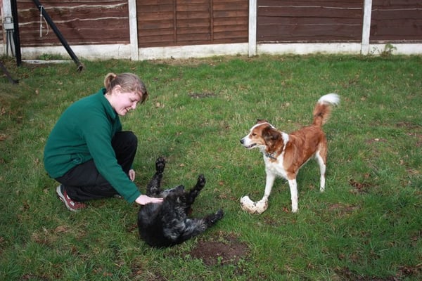 woodlands boarding kennels