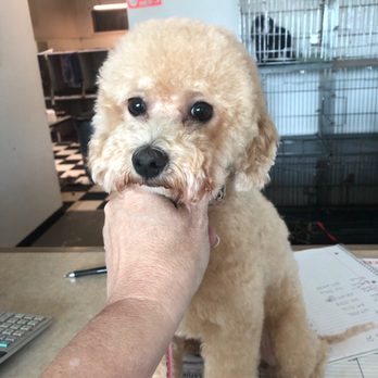 Just Groom It By Leah - Pet Groomers Near Me - Orangevale, California