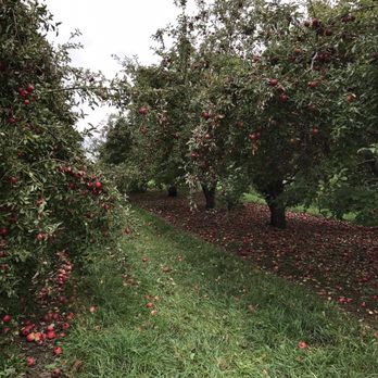 Stony Creek Orchard & Cider Mill - Fruits & Veggies Near Me - Bruce, Michigan Stony Creek Orchard & Cider Mill - Fruits & Veggies Near Me - Bruce, Michigan