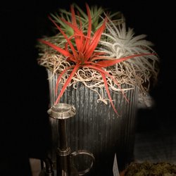 The OUTSIDE IN - Bromeliad, air plants & succulent gifts