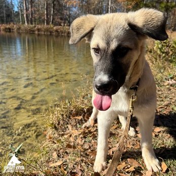 Astro Kennels - Wilderness day!! Look at my smile! - Pet Training Near Me - Simpsonville, South Carolina