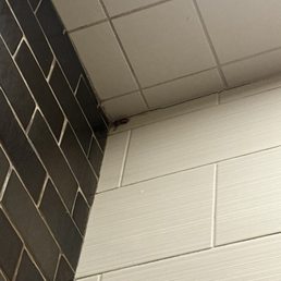 Roach in Shower