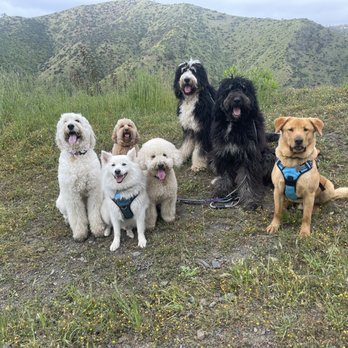 Eric's Pet Services - Dog Walkers Near Me