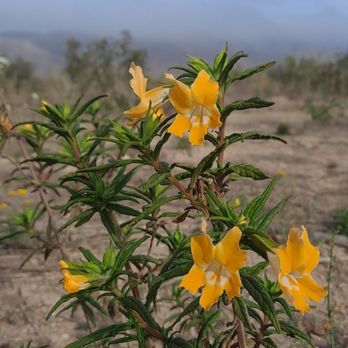 Zuma Canyon Trail - Horseback Riding Near Me