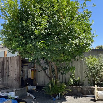 Stone Tree - Grapefruit tree before - Tree Services Near Me - Concord, California