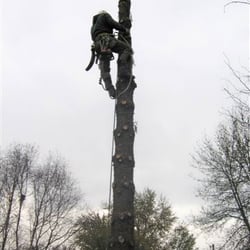 Tree Pros