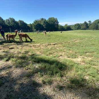 Rolling Oak Alpaca Ranch - Arts & Crafts Near Me - Makanda, Illinois Rolling Oak Alpaca Ranch - Arts & Crafts Near Me - Makanda, Illinois