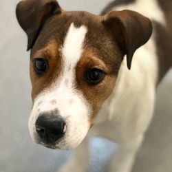 Placer SPCA - Cutie pie