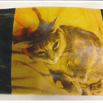 My Pet Market - Pet Stores Near Me - Glendale, Arizona My Pet Market - Pet Stores Near Me - Glendale, Arizona