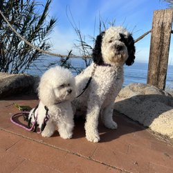 Dapper Doodle Mobile Dog Grooming - Meet Maisel, the PWD and Coco the Bichon/Poodle mix. Can yiy geive me an estimate for a mobile groom servie?