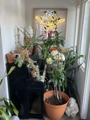 Big Dom's Bagel Shop by null