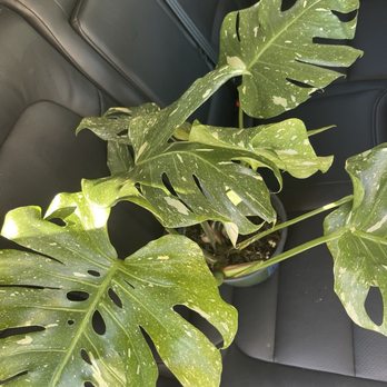 Cordova Gardens - Thai Constellation Monstera - Nurseries & Gardening Near Me - Encinitas, California