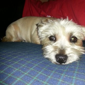 All About Restful Pets - Pet Hospice Near Me All About Restful Pets - Pet Hospice Near Me
