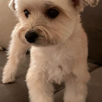 Paws & Effect Pet Spa - Pet Groomers Near Me - Santa Monica, California
