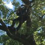 Photo of Shadetree Pruning & Permaculture