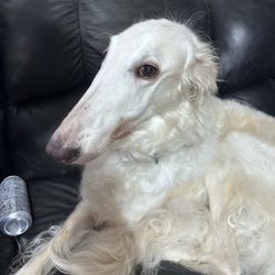 Computer Hospital - Owner's dog