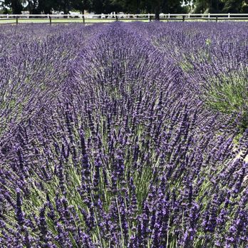 Pageo Lavender Farm - Lavender Field - Venues & Event Spaces Near Me - Turlock, California Pageo Lavender Farm - Lavender Field - Venues & Event Spaces Near Me - Turlock, California