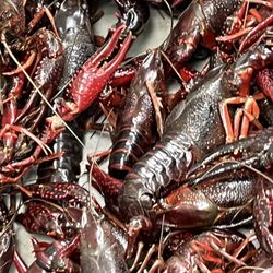 Lee Lee International Supermarkets - Crawfish